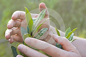 Male hands protecting a plant