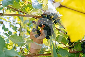 male hands with pruning shears cutting a bunch of red grapes, winemaking and harvesting concept