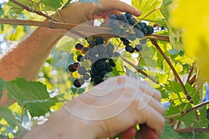 male hands with pruning shears cutting a bunch of red grapes, winemaking and harvesting concept