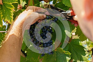 male hands with pruning shears cutting a bunch of red grapes, winemaking and harvesting concept