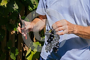 male hands with pruning shears cutting a bunch of red grapes, winemaking and harvesting concept