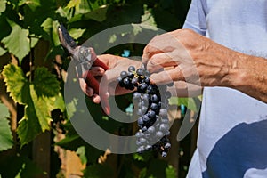 male hands with pruning shears cutting a bunch of red grapes, winemaking and harvesting concept