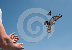 Male hands releasing two Doves or pigeons into the sky. symbolic image of Freedom, Liberation, and Equality