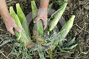 Male hands, ripe fresh corn on the soil.Concept of maize harvesting