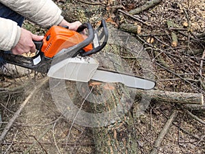 Male hands sawing a tree trunk on the ground, and sawdust flying from chainsaw. Cutting trees for firewood, a man with a chainsaw