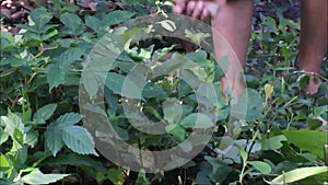 Male hands slashing grass with a sickle. clear the bushes