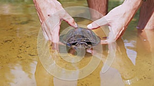 Male Hands Submerge a Caught Pond Turtle in the River. 4K. Close up. Slow motion