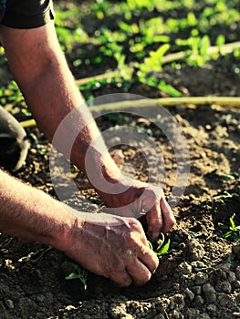 Male hands work on the ground, planting seedlings in fertile soil