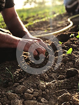 Male hands work on the ground, planting seedlings in fertile soil