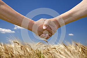 Male handshake with Golden wheat field