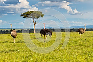 Male and Harem Common Ostrich Plus Masai Mara Landscape