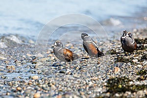 Male Harlequin Duck