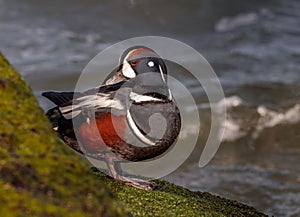 Lords and Ladies, Harlequin Duck photo