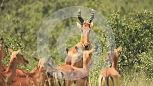 Male hartebeest looking around near many females, In the Kenyan bush,