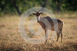 Male hartebeest stands looking round towards camer