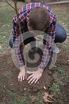 Male has planted a young tree and care about him while working in the garden. Earth day, earth protection.