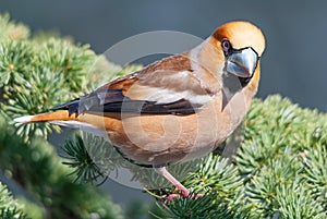 Male hawfinch on a cedar branch