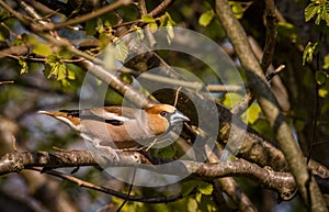 Male Hawfinch, Coccothraustes coccothraustes bird sitting on branch