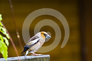 Male Hawfinch / Coccothraustes coccothraustes in the rain