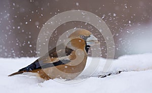 Male hawfinch feeds in snow and searches fo some nutrition