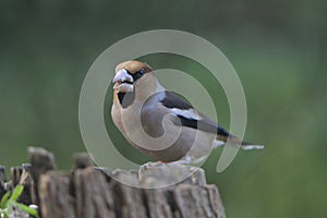 Male hawfinch looking for feed