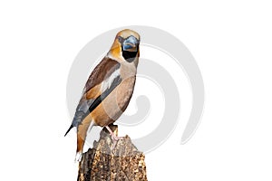 Male hawfinch sitting on a branch and looking behind isolated on white