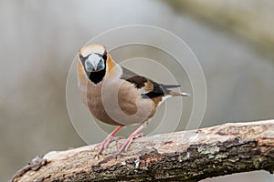 Male Hawfinch sitting on a branch