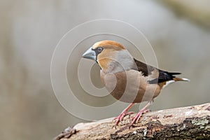 Male Hawfinch sitting on a branch