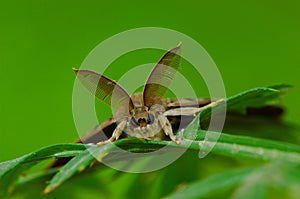 Male hawkmoth'antennae