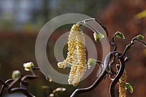 Male Hazel catkins of the corkscrew hazel (Corylus avellana contorta) photo