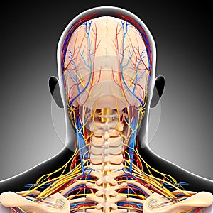 Male head back view circulatory system