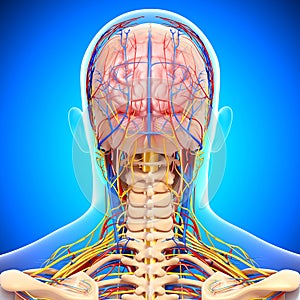 Male head back view circulatory system