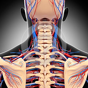 Male head back view circulatory system in gray