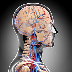 Male head back view circulatory system in gray