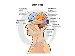 Male head with brain lobes, human brain anatomy, diagram Sections of head, 3d and 2d graphic photo