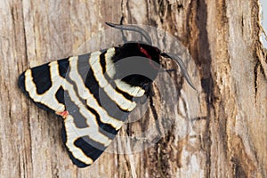 Male of Hebe Tiger Moth Arctia festiva. up close perched on the bark of a tree photo