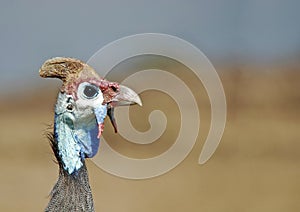 Male helmeted guinea fowl photo