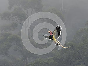 Male Helmeted Hornbill flying freely in Tropical Forest photo