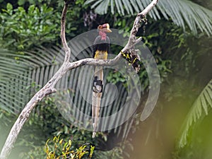 male Helmeted Hornbill photo