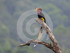 Male Helmeted Hornbill perch close photo