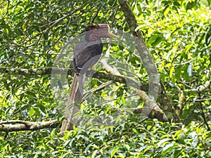 Male Helmeted Hornbill Standing close in the tree