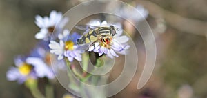 Male Helophilus trivittatus, Palearctic hoverfly, hoverfly on the Tripolium pannonicum