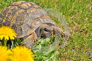 Male Hermann`s tortoise Testudo hermanni