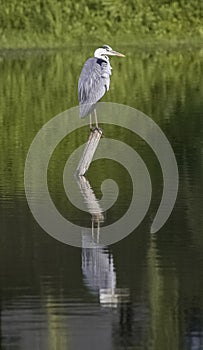 Male heron standing on the branch in green river looking for his female partner