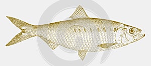 Male hickory shad alosa mediocris, fish from east coast of the united states