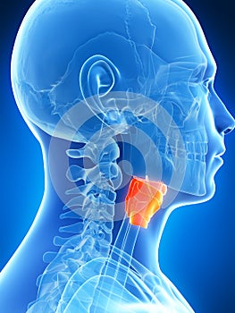 Male highlighted larynx