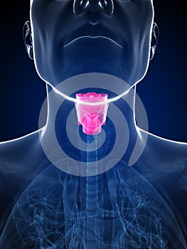 Male highlighted larynx photo