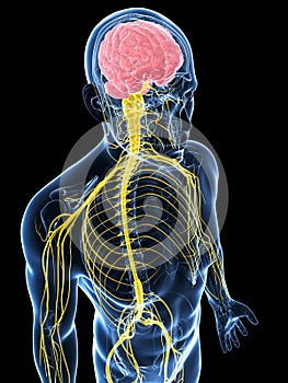 Male highlighted nerve system