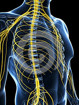 Male highlighted nerve system