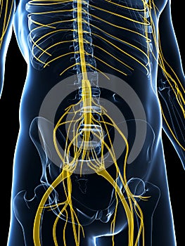 Male highlighted nerve system